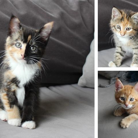 50% Maine Coon kattunger selges, ALLE ER RESERVERT