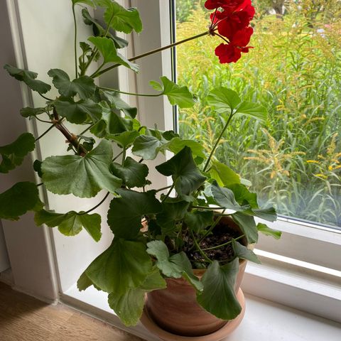 Rød pelargonia / granium