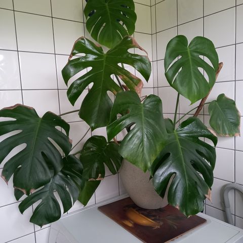 Monstera inkludert potte