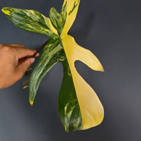 Philodendron Florida Beauty stikling