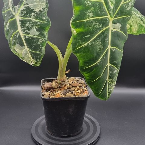 Alocasia Frydek Variegata