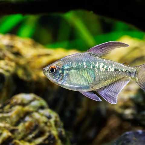 Diamant tetra