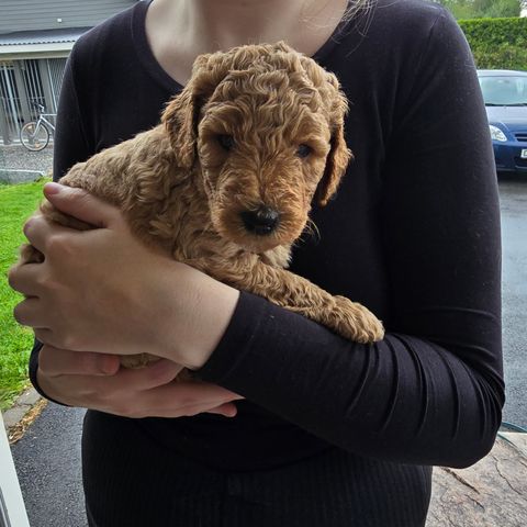 Labradoodle