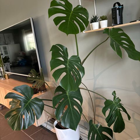 Monstera (ca 150cm) m/potte