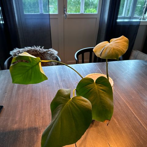 Monstera stikling selges