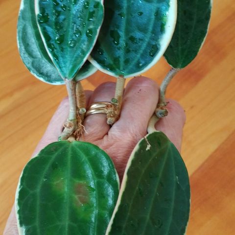 3 st Hoya latifolia albomarginata (bunn av morplante)