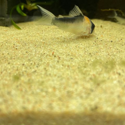 Corydoras Duplicareus yngel