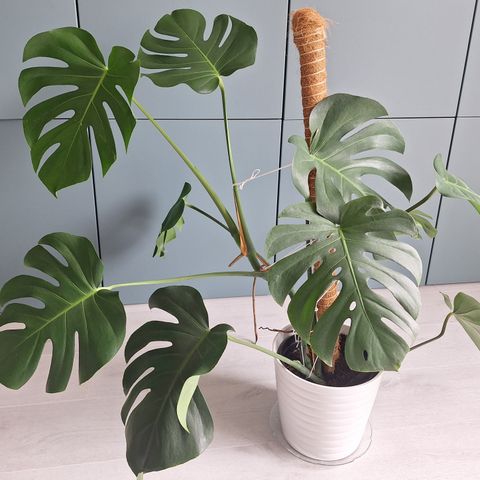 Monstera