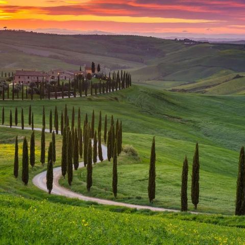 Italiensk sypress (italian cypress)