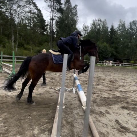 16 år gammel jenter ønsker Fôrhest/Fôrponni