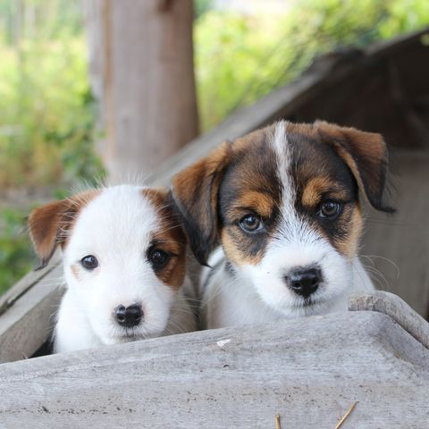 Jack russell terrier valp selges fra erfaren oppdretter