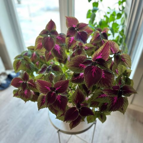 Praktspragle, coleus