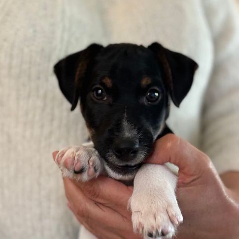 Leveringsklare Jack Russell valper/ 1 tilgjengelig