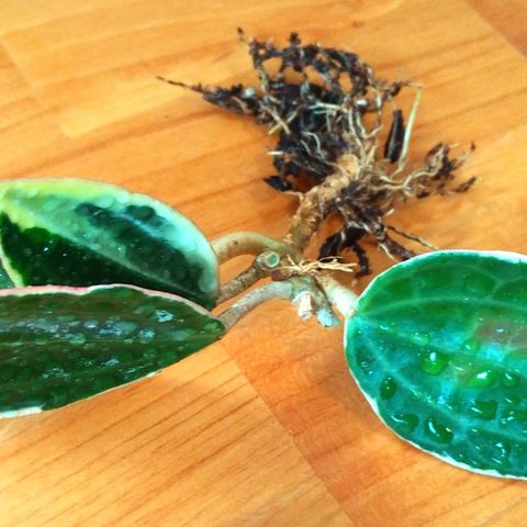 Hoya latifolia albomarginata - rotet