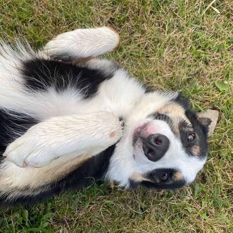 Border collie selges