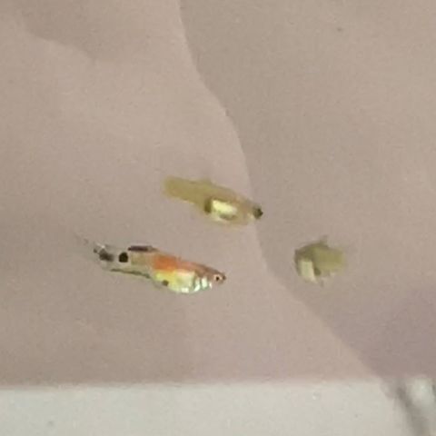 Endler livebearers