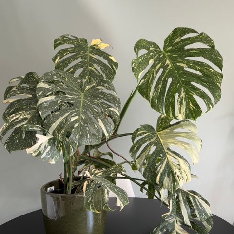 Monstera Thai Constellation stikling -solgt, har flere