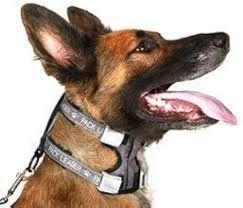 Cesar Millan Pack Leader Collar str:M - Effektiv sklikontroll, holdbar