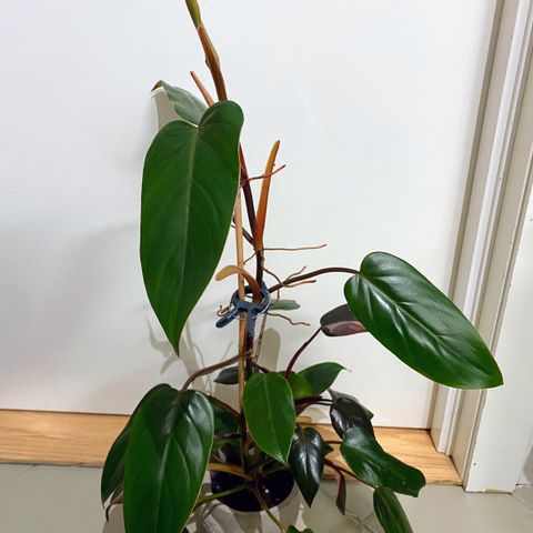 Philodendron red emerald stikling