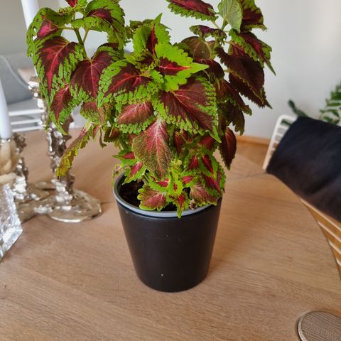 Coleus med potte