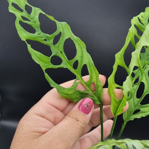 Monstera obliqua peru