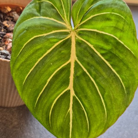 Philodendron glorisium