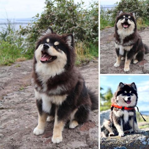 Forvert søkes til finsk lapphund valp