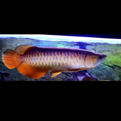 Asiatisk arowana premium highback