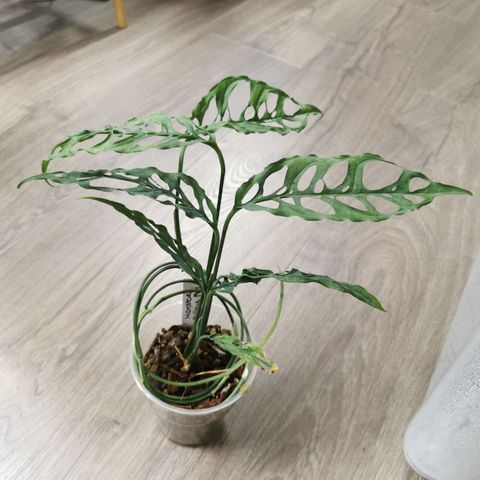 Monstera obliqua peru