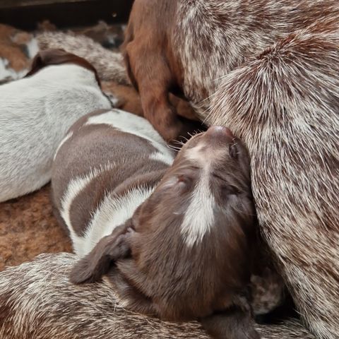 Strihåret vorsteh valper fra Kennel Eldrivatnet