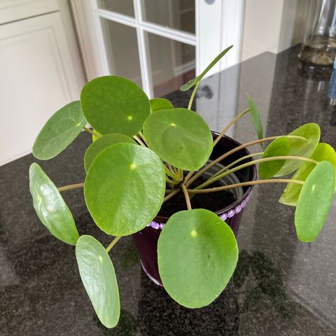 Elefantøre/pilea