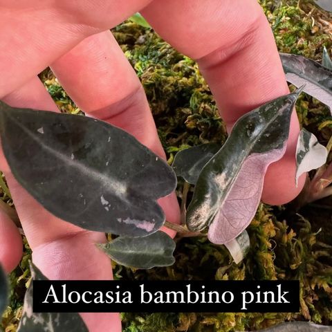 Alocasia bambino pink variegata