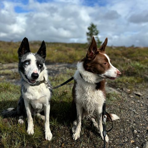 Freya & Max søker nytt hjem