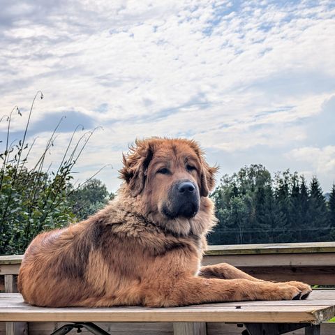 Tibetansk Mastiff tispe