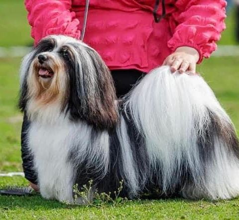 Bichon Havanais valper Leveringsklare 8. Oktober