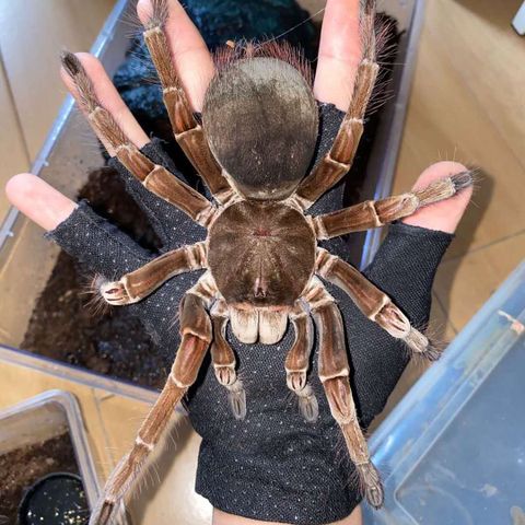 Theraphosa Stirmi (Goliath Birdeater)