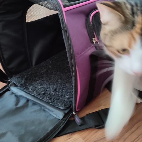 Transport bag for cat