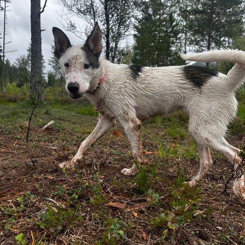 Alaska husky tispe