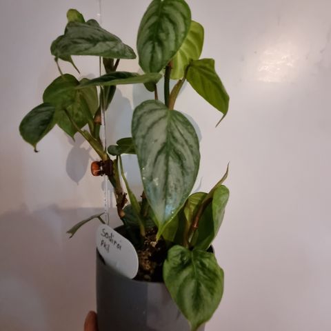 Philodendron sodiroi