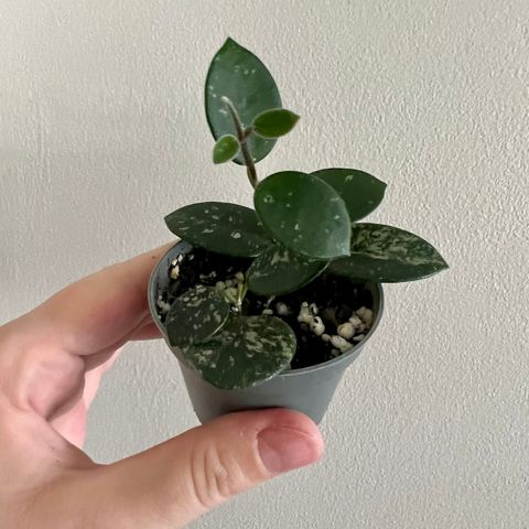 Hoya 'Mathilde' (splash)