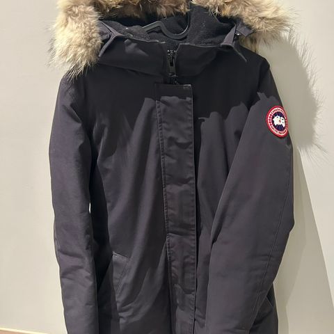 Canada goose