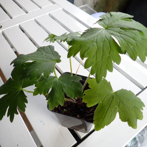 Ridderspore, Delphinium elatum `Pacific` selges