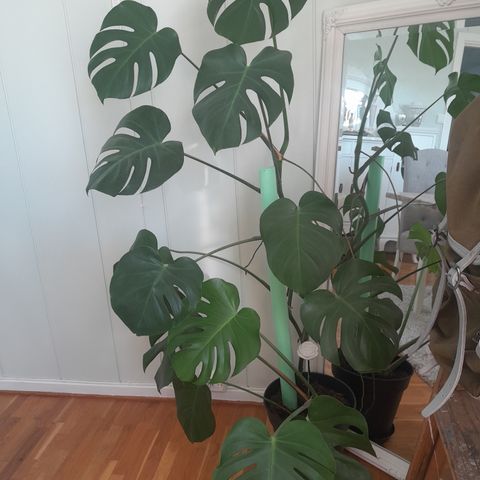 Monstera stikling