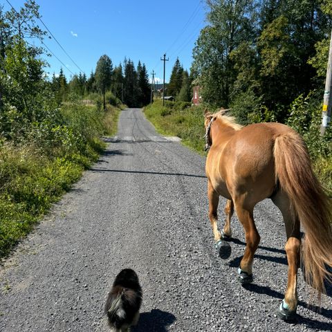 Hestepasser søkes