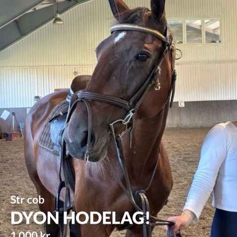 Dyon hodelag cob