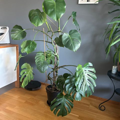 Selger hele planten - monstera med potte