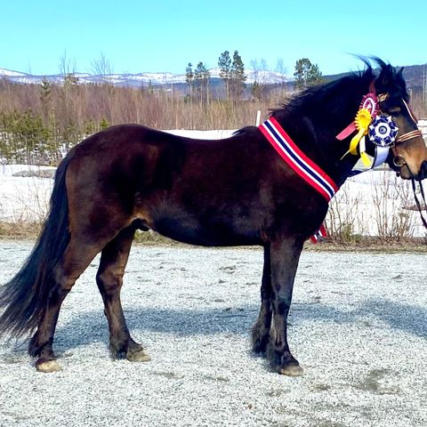 Nordlandshest kåret hingst