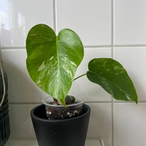 Monstera Variegata plante