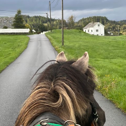 Fin kjøre ponni/selskaps ponni