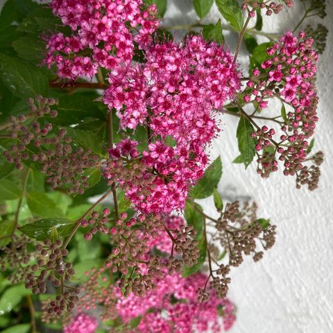 Rosespirea